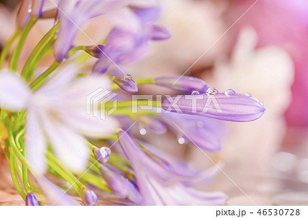 アガパンサスの紫色の花の上に光る雨水の水滴のクローズアップ撮影。 アガパンサスの紫色の花の上に光る雨水の水滴のクローズアップ撮影。 46530728