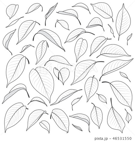 Black and White Leaves Set 46531550