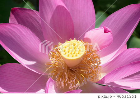 ハスの花 46531551