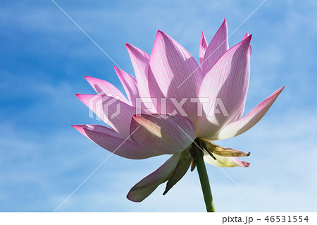 ハスの花 46531554