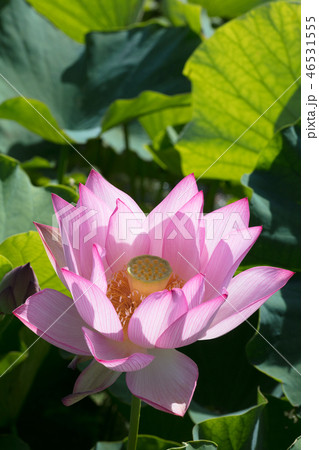ハスの花 46531555