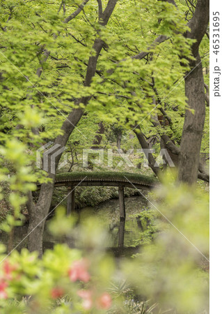 文京区駒込に18世紀に徳川綱吉に建てられた六義園のつつじ茶屋から撮影した剡渓流を渡る山影橋。 文京区駒込に18世紀に徳川綱吉に建てられた六義園のつつじ茶屋から撮影した剡渓流を渡る山影橋。 46531695