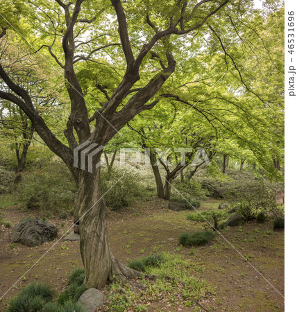駒込に１８世紀に徳川綱吉に建てられた六義園の芦部茶屋跡の森に立つY字型のねじれた幹を持つ巨大なカエデ 46531696