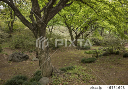 駒込に18世紀に徳川綱吉に建てられた六義園の芦部茶屋跡の森に立つY字型のねじれた幹を持つ巨大なカエデ 駒込に18世紀に徳川綱吉に建てられた六義園の芦部茶屋跡の森に立つY字型のねじれた幹を持つ巨大なカエデ 46531698