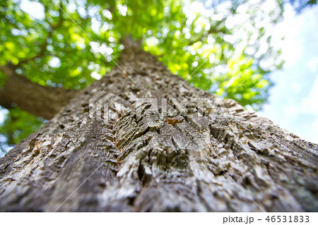 tree trunk view from below tree trunk view from below 46531833