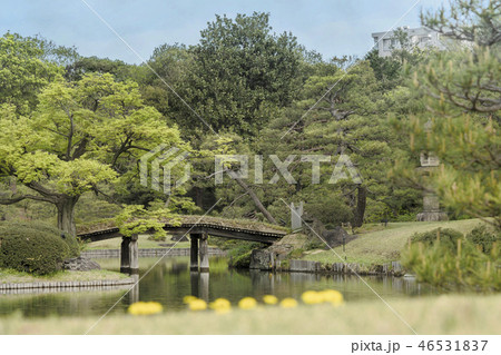 六義園の庭園の大泉水に反射する真ん中にある妹山・背山の島を結ぶ木製の田鶴橋と巨大な石灯籠の風景。 六義園の庭園の大泉水に反射する真ん中にある妹山・背山の島を結ぶ木製の田鶴橋と巨大な石灯籠の風景。 46531837