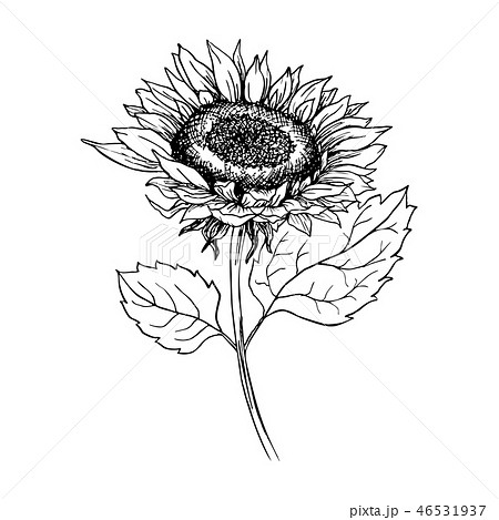 Sunflower Hand Drawn Ink Pen Illustrationのイラスト素材