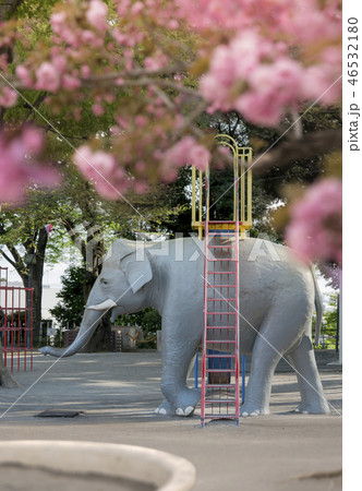 徳川吉宗に作られた飛鳥山公園にある子供向けの巨大な像遊具を覆うソメイヨシノ、華山や鬱金のさくらの木。 46532180