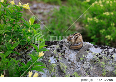 エゾシマリスとウコンウツギの花 46532200