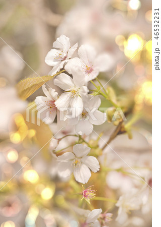 王子市の近くにある花見を楽しめる飛鳥山公園のソメイヨシノのさくらの木の白い桜の花のクローズアップ撮影の写真素材