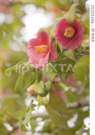 東京北区王子市の近くにある18世紀に花見を楽しめる飛鳥山公園の椿の花のクローズアップ撮影。 東京北区王子市の近くにある18世紀に花見を楽しめる飛鳥山公園の椿の花のクローズアップ撮影。 46532232