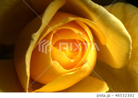 黄色い薔薇_ゴールドバニー 46532302
