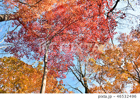 ポロトの紅葉 ポロトの紅葉 46532496