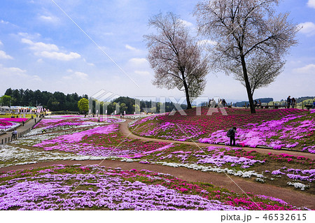 春のみさと芝桜公園2017-10 46532615
