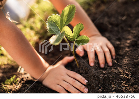 Hands of child with young growing plant Hands of child with young growing plant 46533756