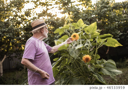 Aged man admiring flowers in his garden 46533959