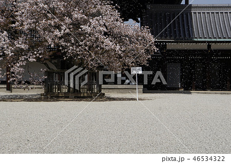 御所　京都御所　京都観光　白砂　春　桜 46534322