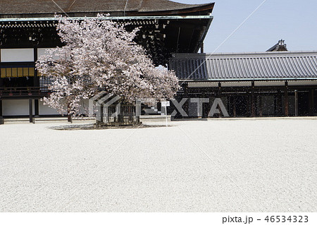 御所　京都御所　京都観光　白砂　春　桜 46534323