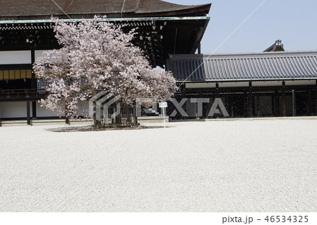 御所　京都御所　京都観光　白砂　春　桜 46534325