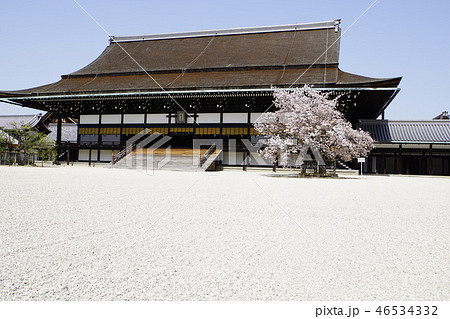 御所　京都御所　京都観光　白砂　春　桜 46534332