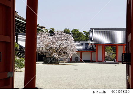 御所 京都御所 京都観光 白砂 春 桜 御所 京都御所 京都観光 白砂 春 桜 46534336