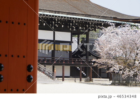 御所　京都御所　京都観光　白砂　春　桜 46534348