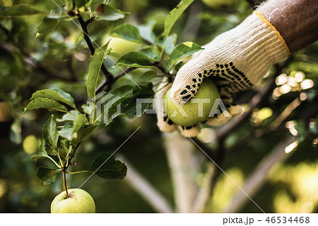 Hand of agrarian man picking green apple Hand of agrarian man picking green apple 46534468