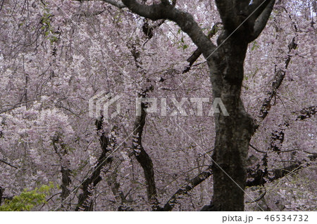 原谷苑　桃源郷　京都観光　桜の園　桜　春　北山 46534732