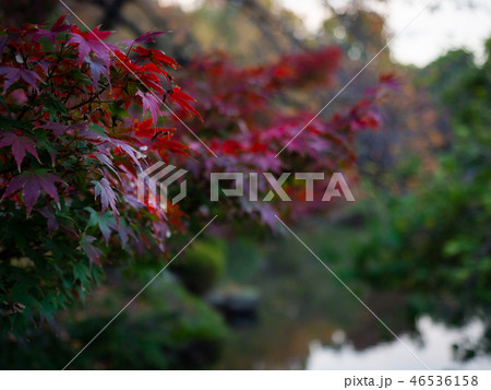 Red and green autumnal leaves Red and green autumnal leaves 46536158