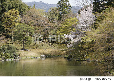 京都御所 仙洞御所 日本庭園 桜 春 京都観光 京都御所 仙洞御所 日本庭園 桜 春 京都観光 46536575