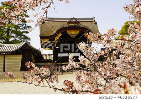 京都御所　仙洞御所　日本庭園　桜　春　京都観光　 46536577