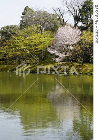 京都御所　仙洞御所　日本庭園　桜　春　京都観光　 46536580