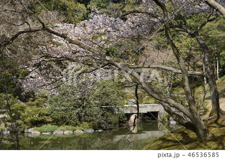 京都御所　仙洞御所　日本庭園　桜　春　京都観光　 46536585