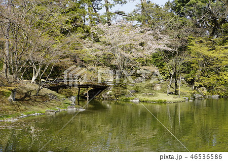 京都御所 仙洞御所 日本庭園 桜 春 京都観光 の写真素材