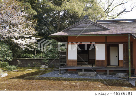 京都御所　仙洞御所　日本庭園　桜　春　京都観光　 46536591