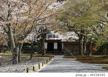 京都御所　仙洞御所　日本庭園　桜　春　京都観光　 46536595