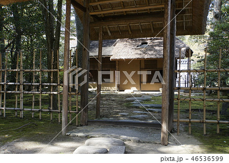 京都御所　仙洞御所　日本庭園　桜　春　京都観光　 46536599