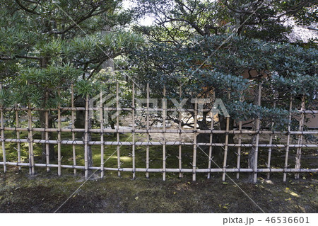 京都御所　仙洞御所　日本庭園　桜　春　京都観光　 46536601