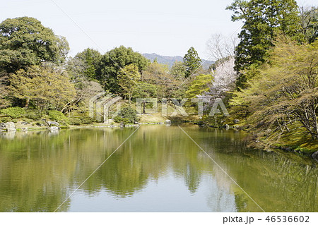 京都御所 仙洞御所 日本庭園 桜 春 京都観光 京都御所 仙洞御所 日本庭園 桜 春 京都観光 46536602