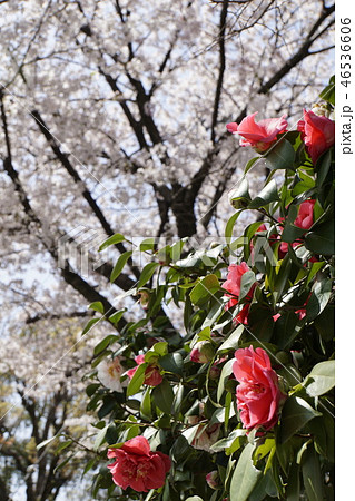 京都御所 仙洞御所 日本庭園 桜 春 京都観光 京都御所 仙洞御所 日本庭園 桜 春 京都観光 46536606