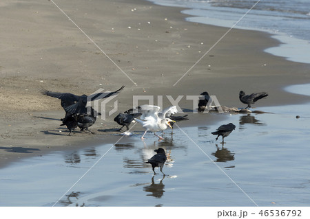 食べ物を奪い合うカラスとセグロカモメ 食べ物を奪い合うカラスとセグロカモメ 46536792