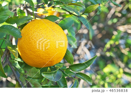 庭の黄色いミカンの実の写真素材