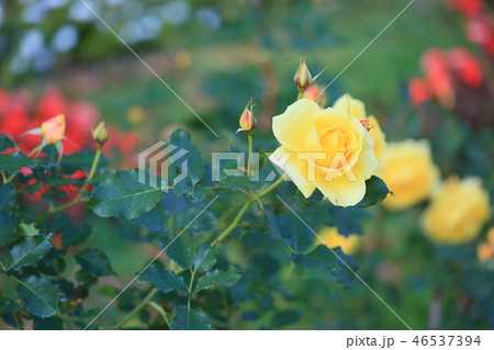 バラの花 ゴールドバニー バラの花 ゴールドバニー 46537394