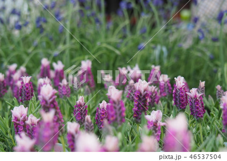 ストエカス　ラベンダー 46537504