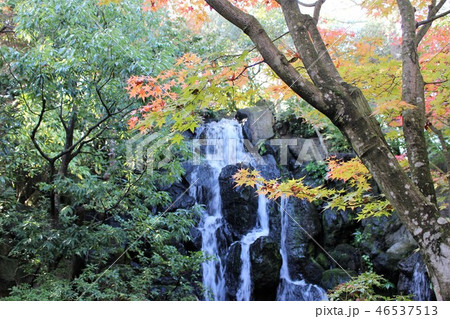 紅葉 46537513