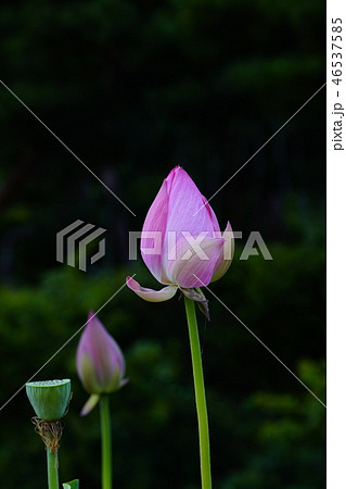 蓮 扶余郡 忠南 46537585