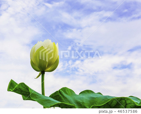 蓮 扶余郡 忠南 46537586