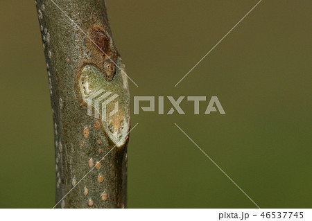 自然　植物　ムクロジ、若い木の冬芽と葉痕。冬芽は縦に二個ついて上の方が副芽だそうです 46537745