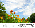 夏の百日草　青空バック 46537770