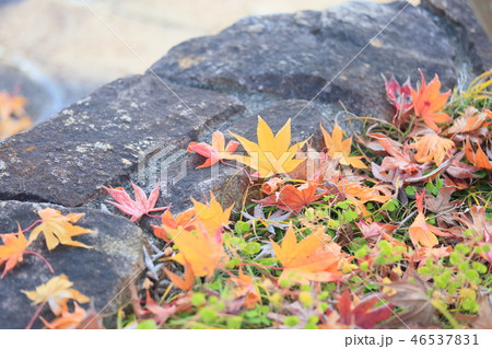 カエデの落葉 46537831